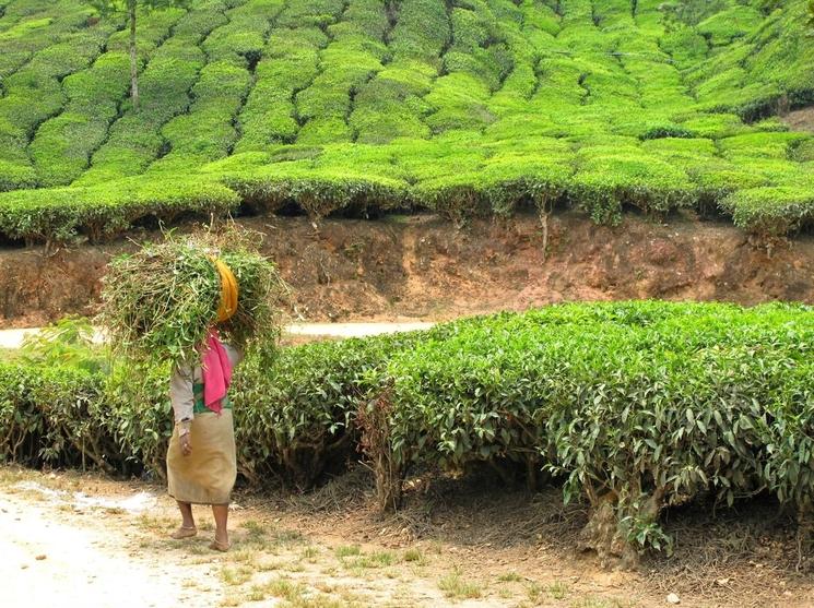 Travailleuse dans une plantation de thé