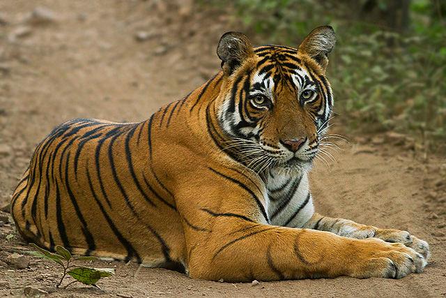 Un tigre dans la réserve de Ranthambore au Rajasthan