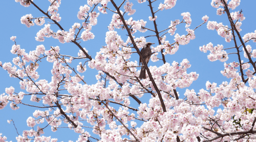 Un cerisier couvert de fleurs au Japon