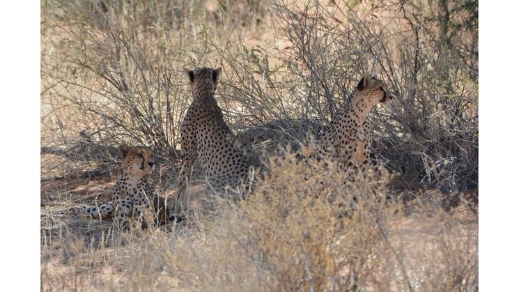 3 Guépards sous un arbre