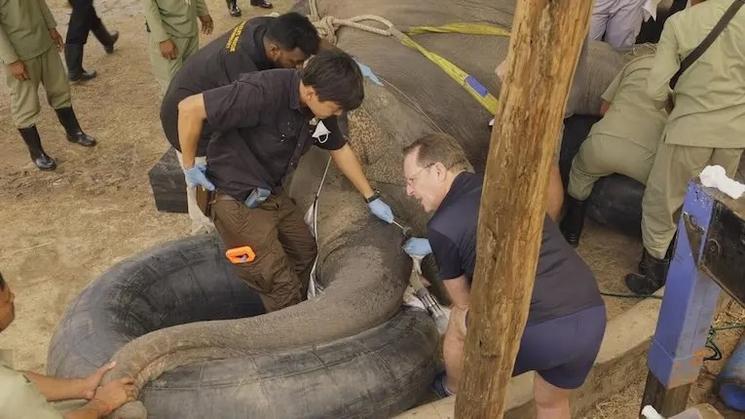 Une première chirurgicale sur une éléphante au Cambodge à Kulen Elephant Forest
