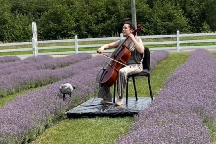 Violoncelle dans champ de lavande