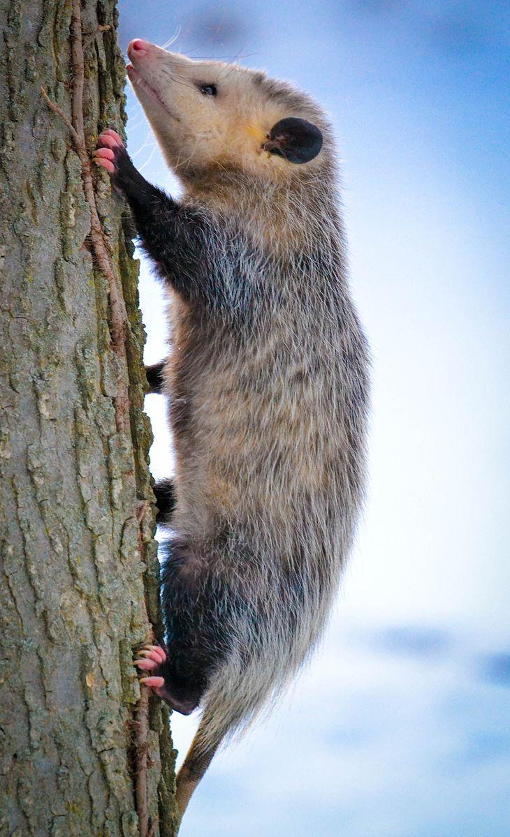 Opossum de Virginie (Crédit photo : Andrew Cannizzaro/ Wikimedia)
