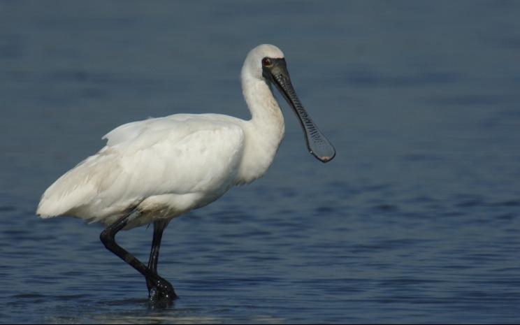 Animaux Hong Kong balades