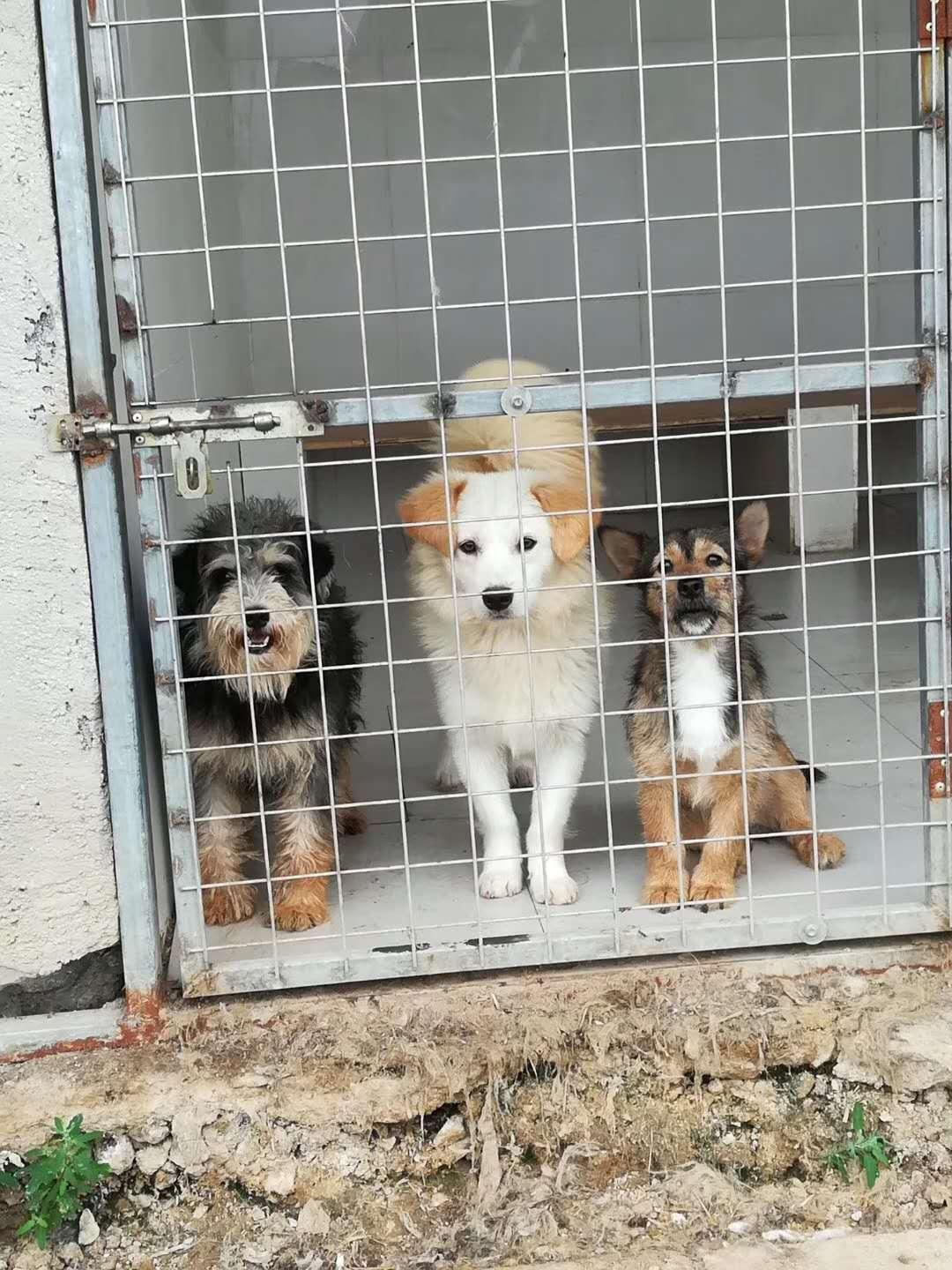 benevolat-shanghai-famille-accueil-chien-abandon