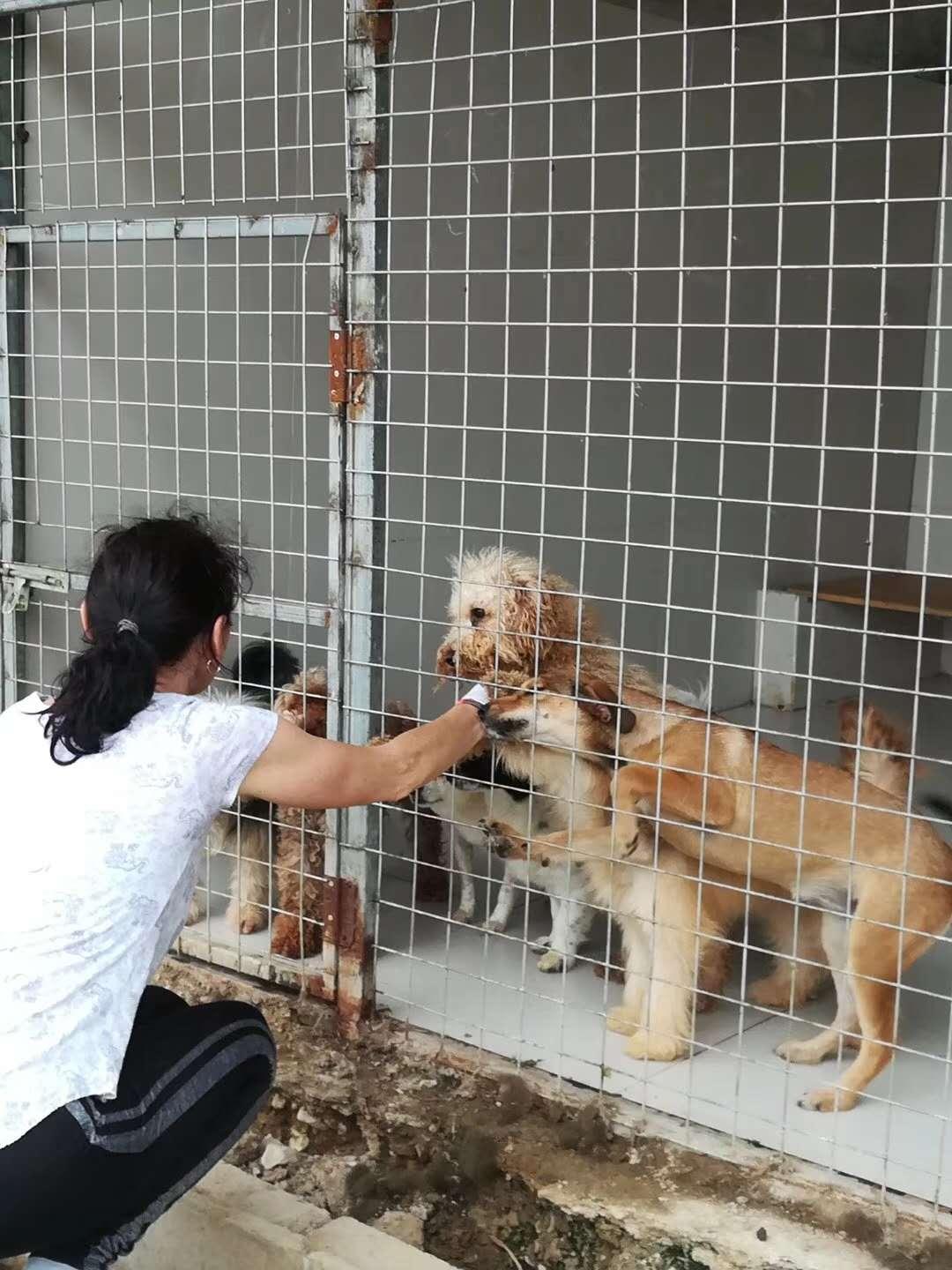 benevolat-shanghai-famille-accueil-chien-abandon