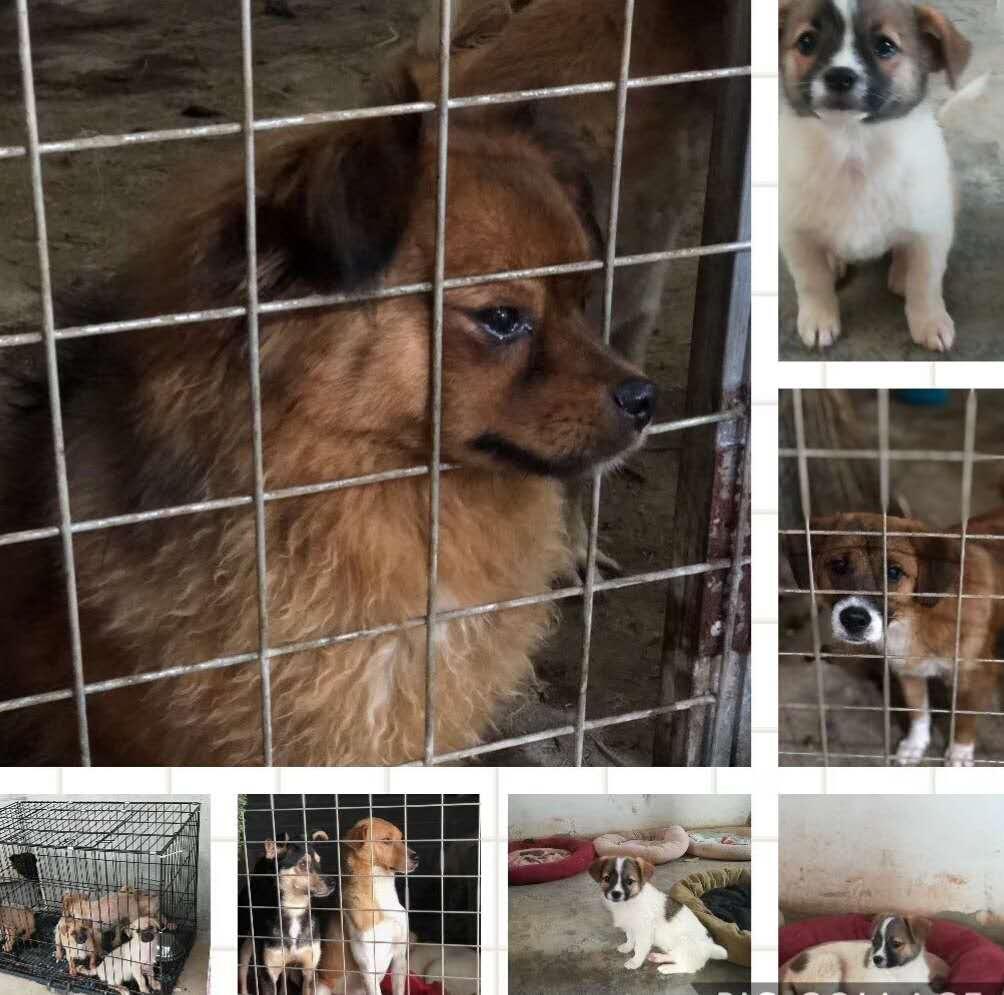 benevolat-shanghai-famille-accueil-chien-abandon