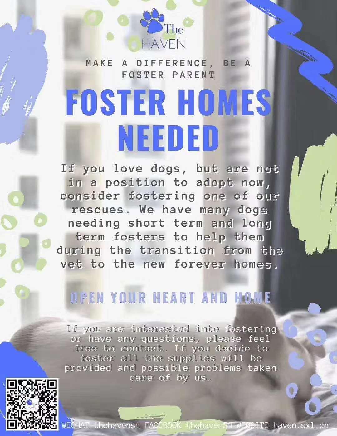 benevolat-shanghai-famille-accueil-chien-abandon