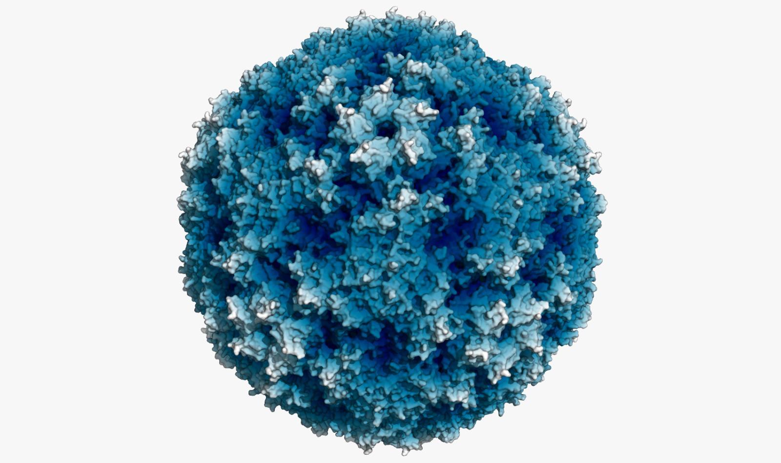 enterovirus 71