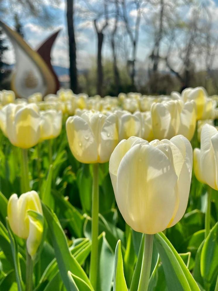 Dans le parc d'Emirgan tulipes