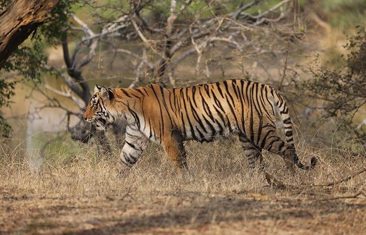 Un tigre dans la réserve de Ranthambore dans le Rajasthan