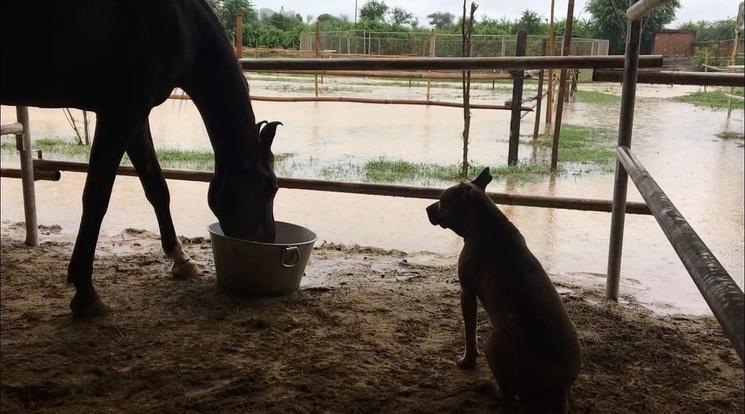 Ranch #5 complètement inondé à chaque mousson
