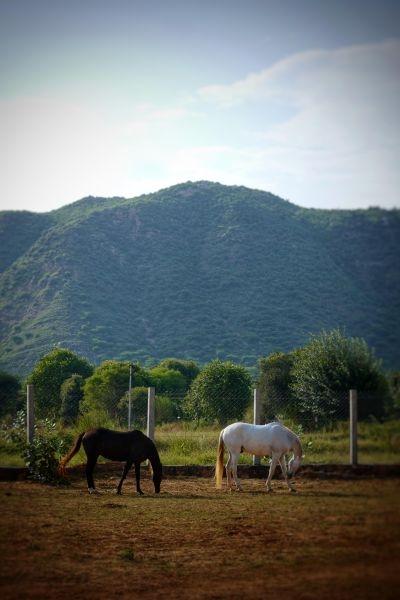 Les chevaux aujourd’hui installés dans NOTRE ranch!
