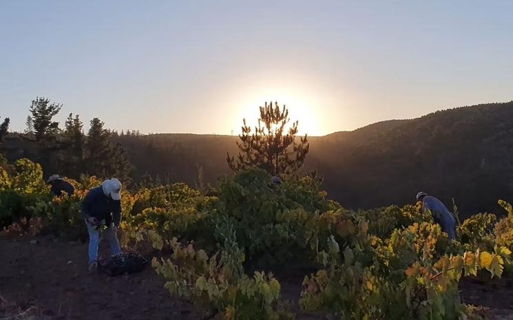 C’est au petit matin que les vendangeurs commencent les récoltes.