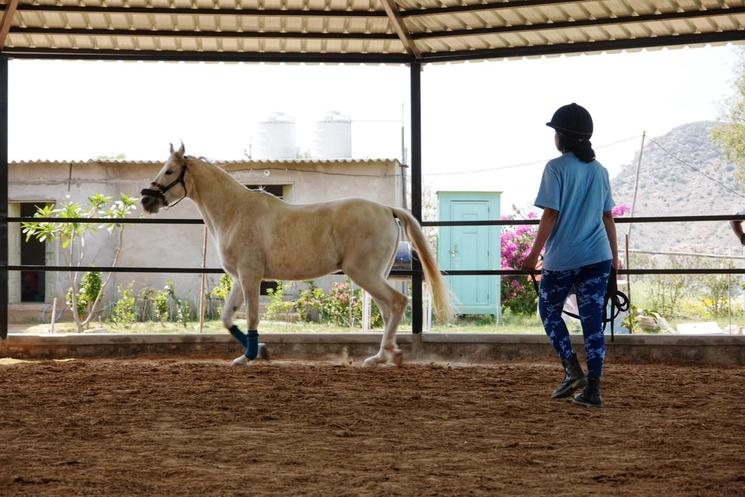 Chroniques d’une chuchoteuse de chevaux française en Inde