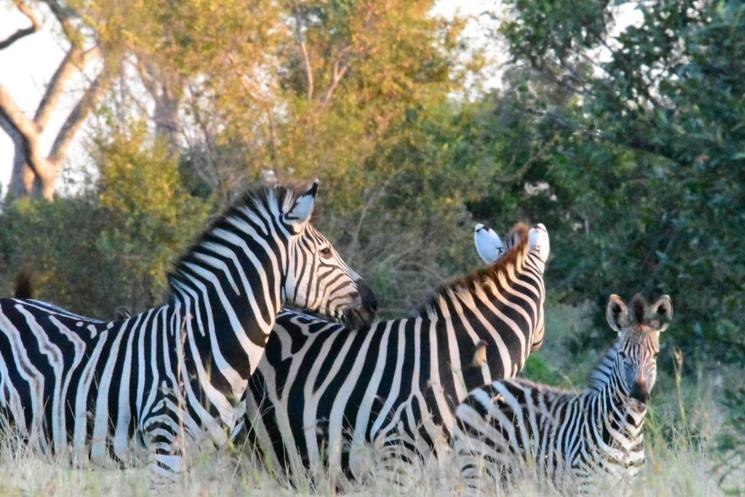 Faune d'Afrique du Sud
