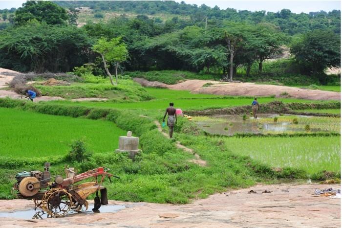 des agriculteurs indiens travaillant dans les champs