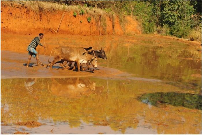 Un paysan labourant avec ses bœufs dans le Tamil Nadu