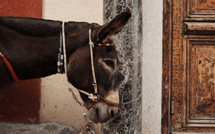 Jane Goodall - Ane de santorin