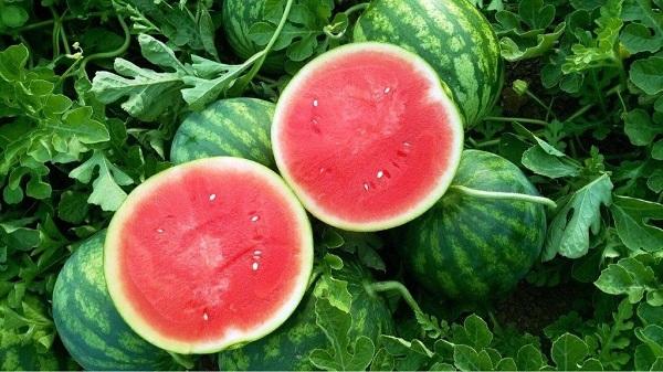 mini pastèque italie