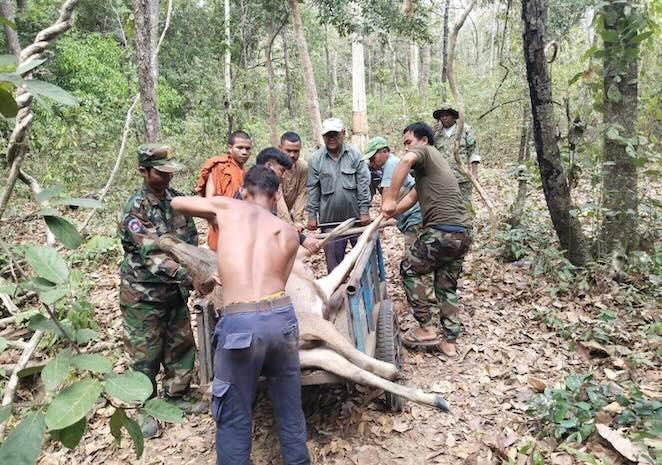 Animaux sauvages victimes du braconnage et de la sécheresse
