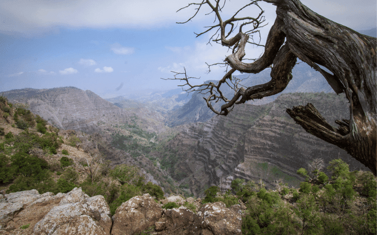 Parc national de la Forêt primaire de Day, Djibouti