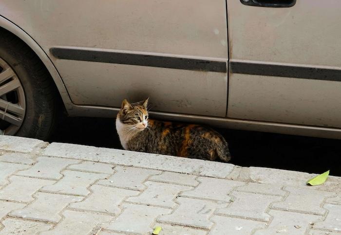 chat errant se reposant sous une voiture dans la rue
