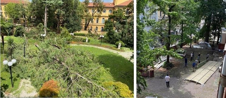 arbre tombé dans un parc