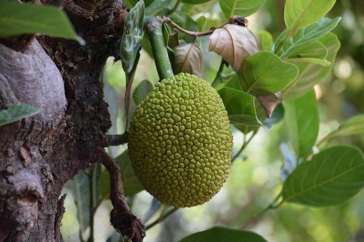 Arbre à durian, représente une grande partie des récoltes fruitières de la région