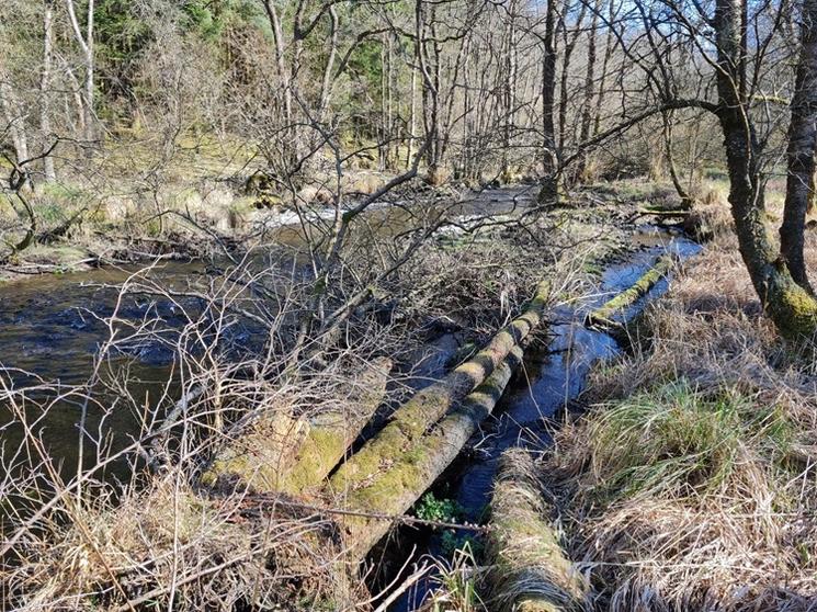 arbres couchés par terre