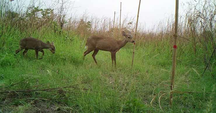 axis porcicus ministere de l'environnement