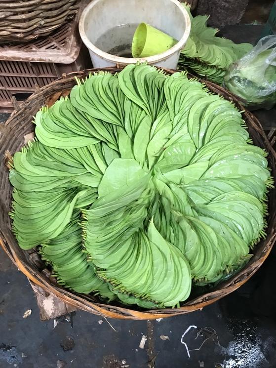 bétel india inde mâcher pondichéry