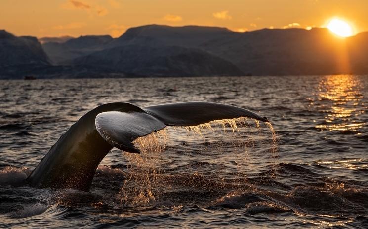 baleine dans l'océan