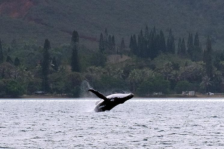 Une baleine à bosse fait un saut dans le baie de Prony au Sud de Nouméa en Nouvelle-Calédonie