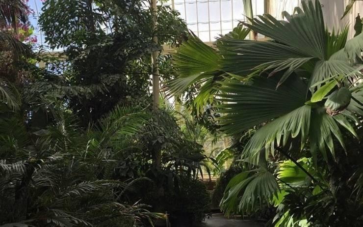 palmeraie du jardin botanique de Dublin