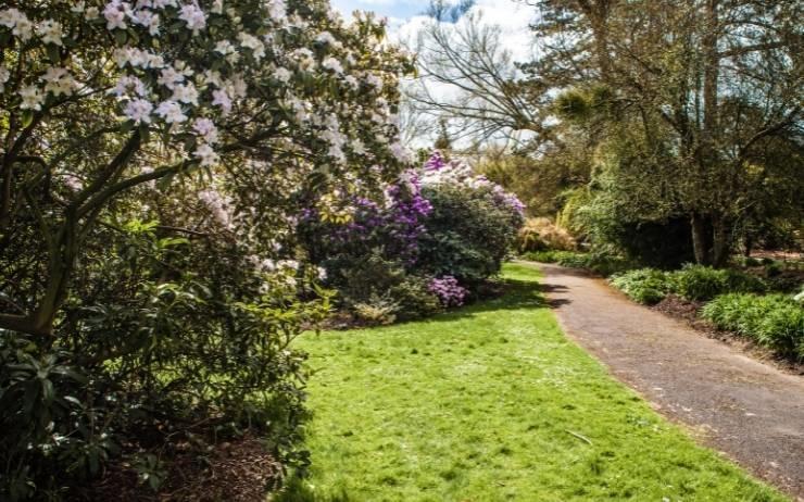 Allée du Botanic Garden de Dublin