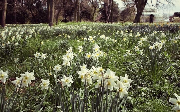 Botanic garden de Dublin