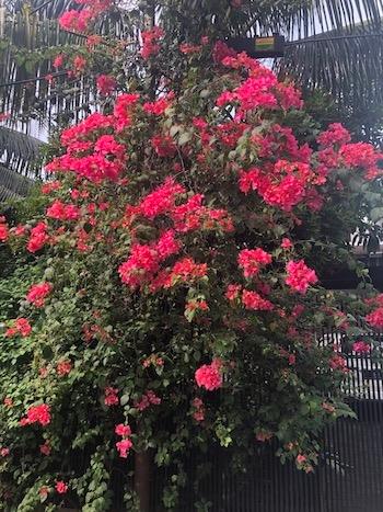 Un bougainvillier