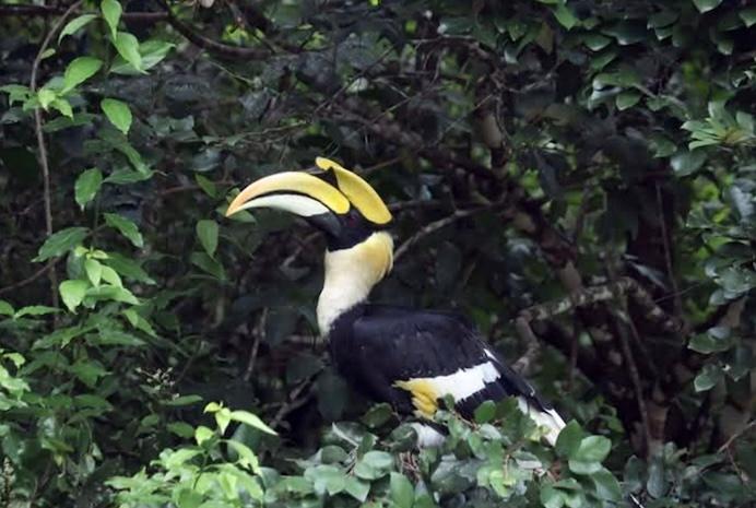 Calaos parc d'Angkor