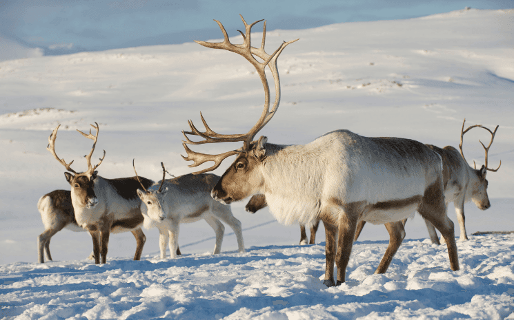 Des caribous, en déclin au Québec