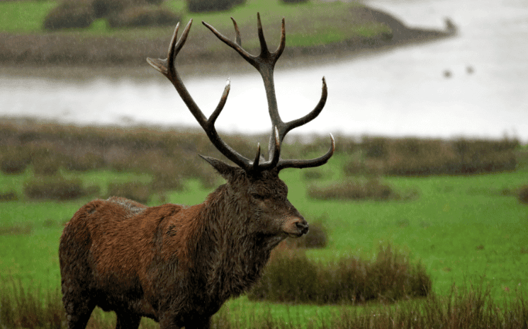 Caribou au Québec, menacé de déclin