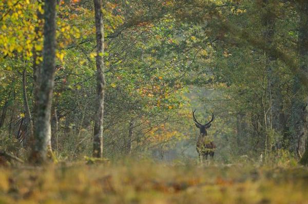 forêt Orléans France records