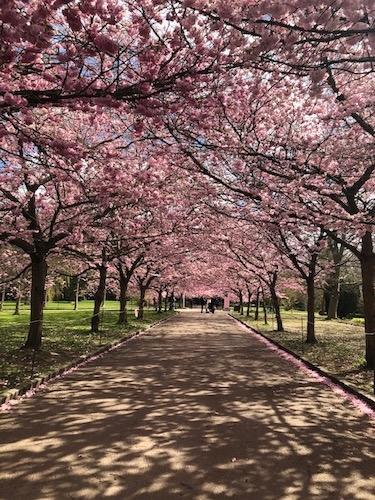 cerisiers en fleurs au cimetière de Bispebjerg dans le quartier de Nordvest à Copenhague