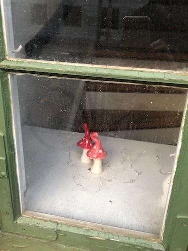 fenêtre champignons Copenhague