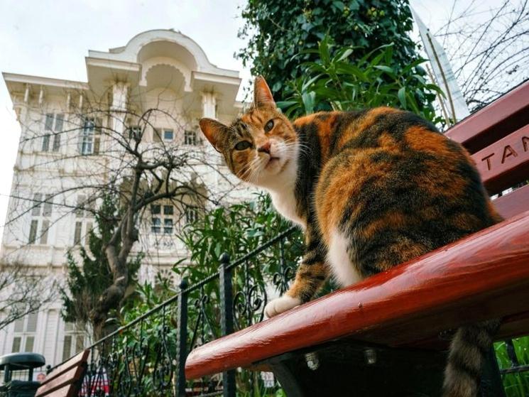 Chat d’Anatolie sur un banc aux îles des Princes à Istanbul, chat des rues emblématique de la vie urbaine en Turquie