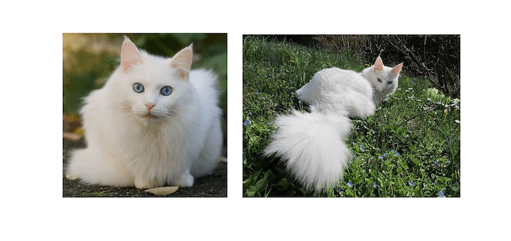 Chat angora turc d’Ankara au pelage blanc et aux yeux bleus, race emblématique originaire de Turquie
