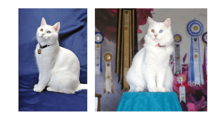 Chat de Van en Turquie aux yeux vairons (bleu et ambre), race emblématique connue pour son hétérochromie