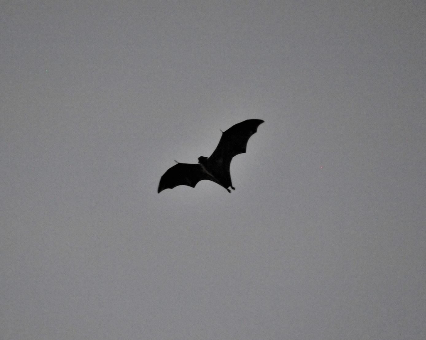 chauve souris chennai india