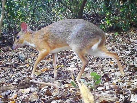Un chevrotain à dos argenté