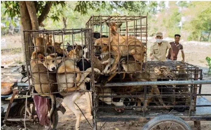 lepetitjournal.com/chien/vers-une-interdiction-de-la-viande-de-chien-et-de-chat-au-cambodge-425544